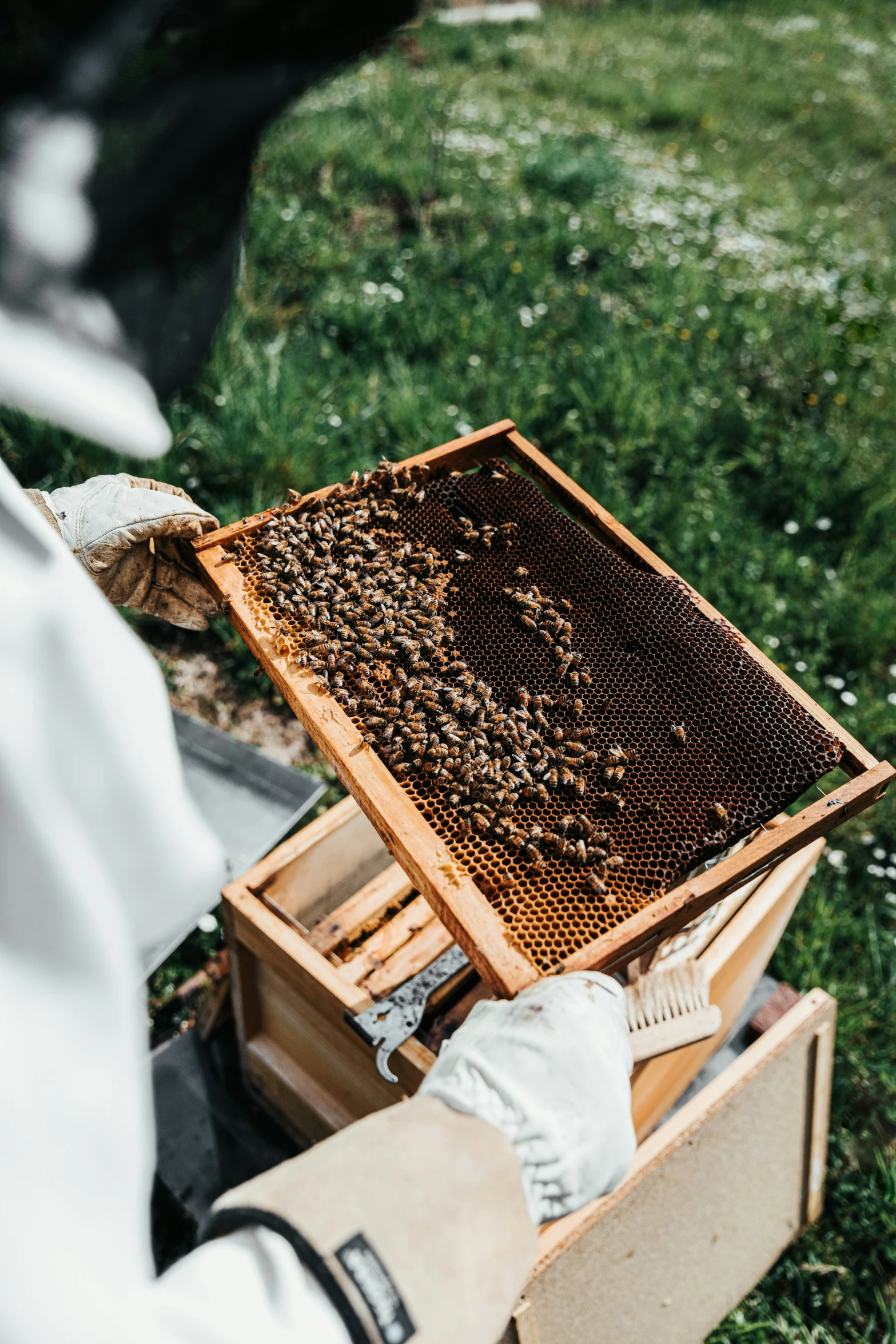 bees in apis are moving over the ground