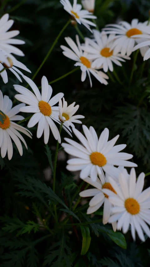 the flower arrangement of daisies is blooming very quickly