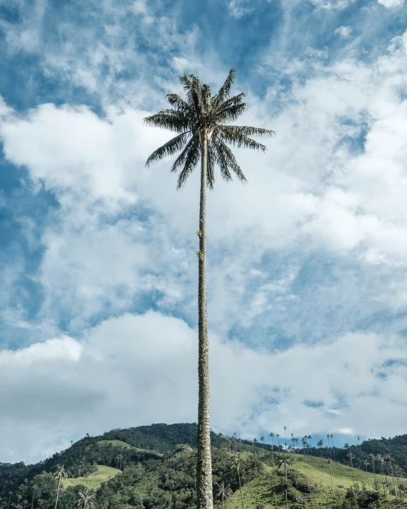 a tall tree on a grassy hill