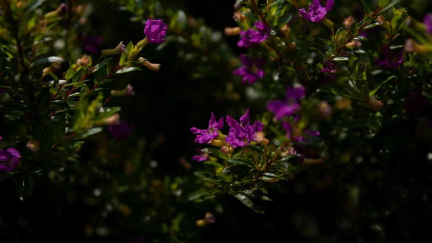 the stems of this tree are blooming very nicely