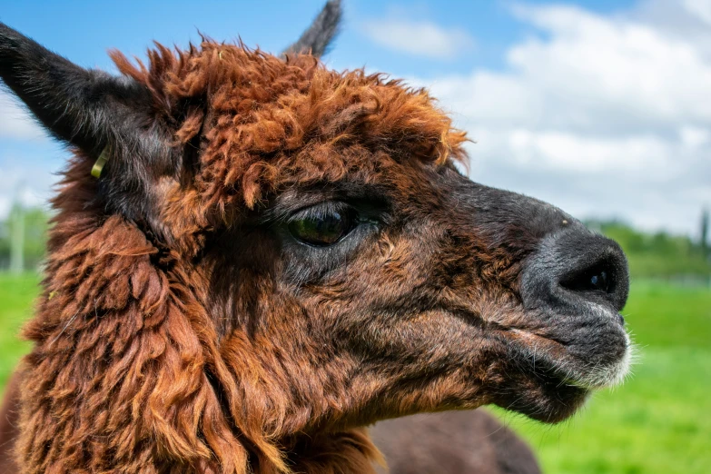 a brown llama is looking into the distance