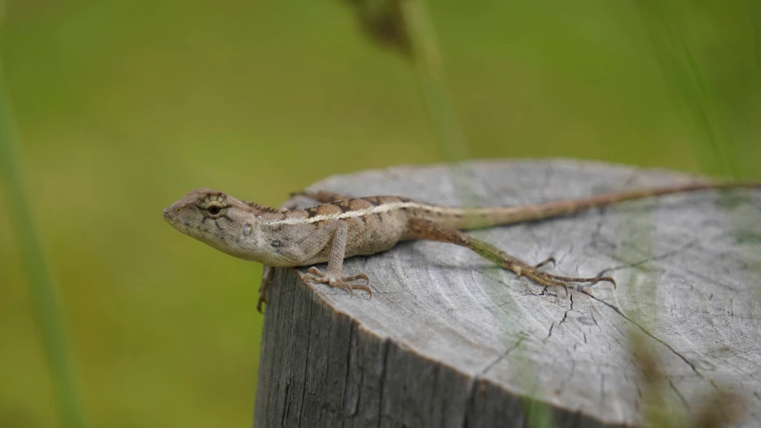 a gecko sitting on a wood stump