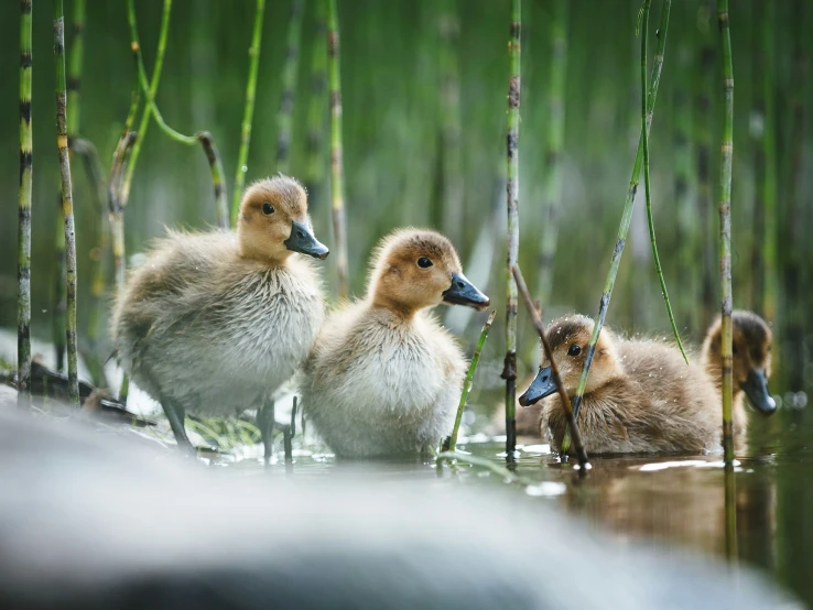 three ducklings in water surrounded by green plants