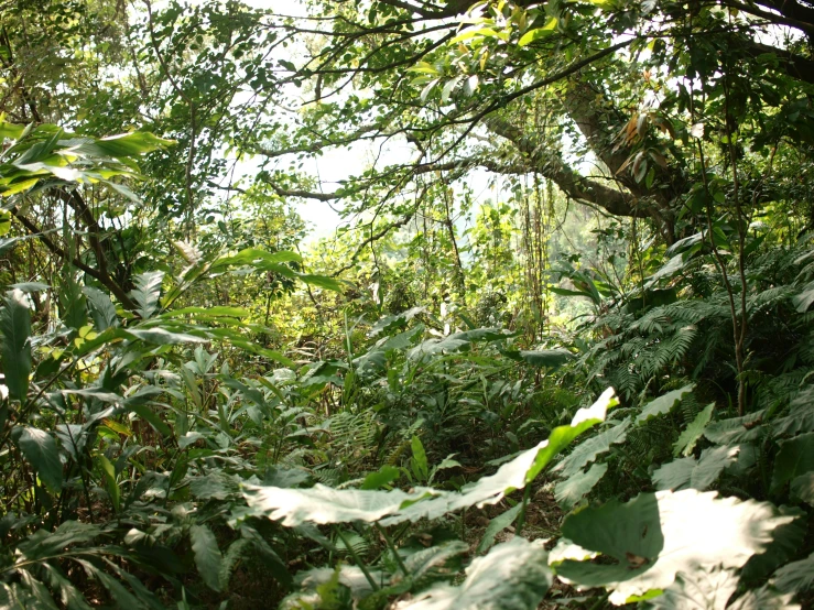 a lush green forest is seen from high up