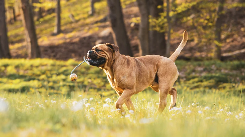 a brown and black dog is running in the grass holding a toy