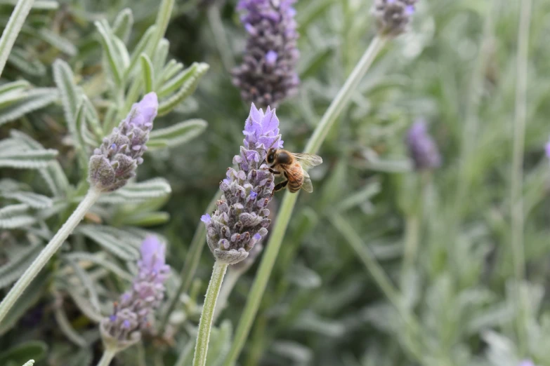 a bee sitting on a plant with lavender