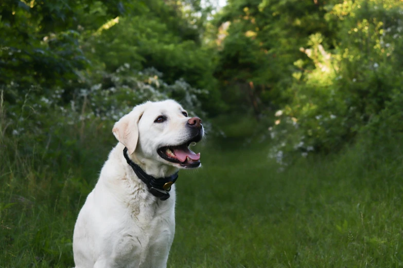 a white dog is panting while standing in a grassy area