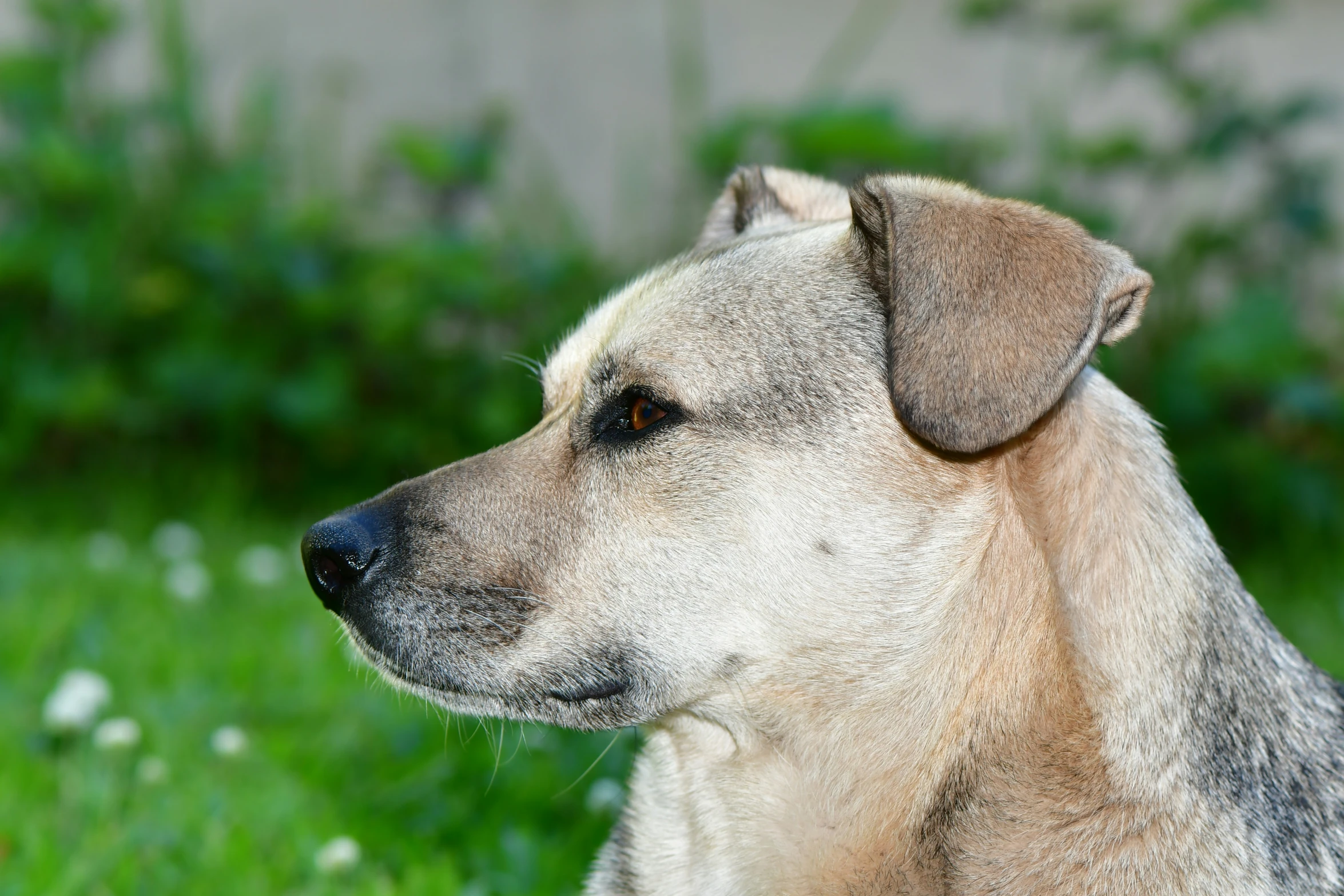 an old grey and black dog is on the grass