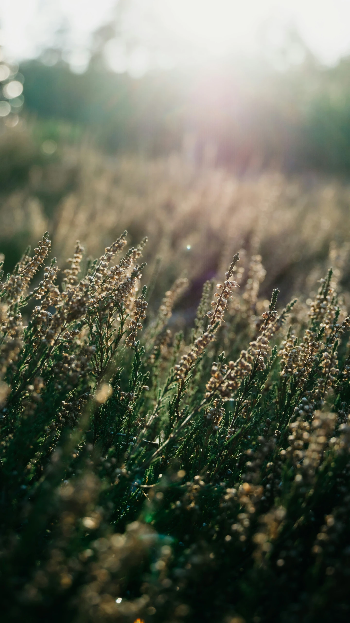 some tall grass that is very green