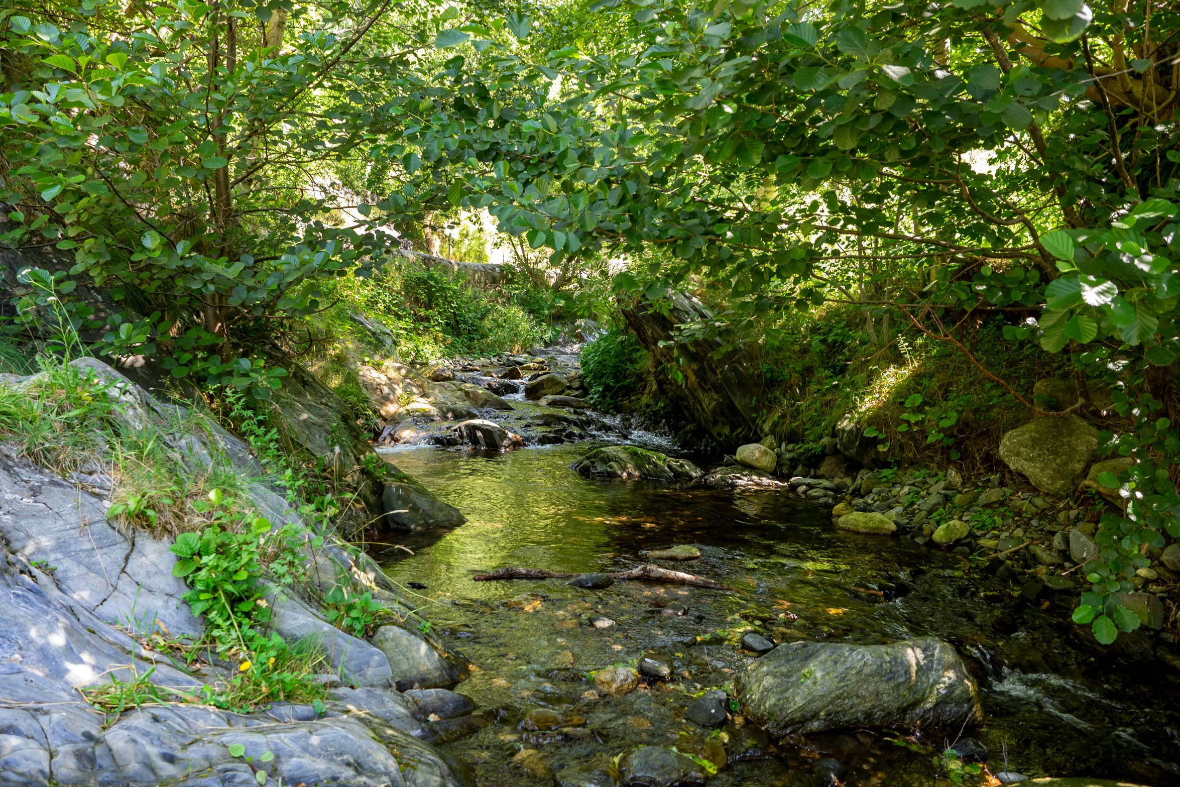 a small stream in a park or field