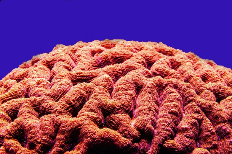 a bright orange coral on a purple background