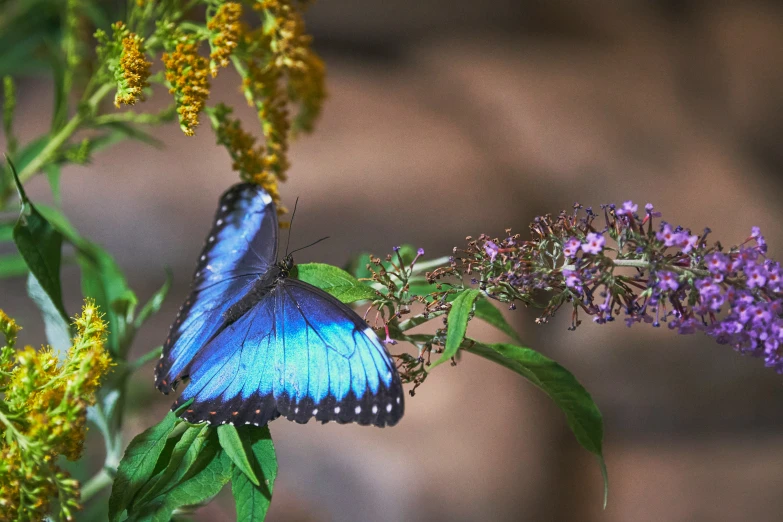 blue erfly resting on a flower next to green leaves