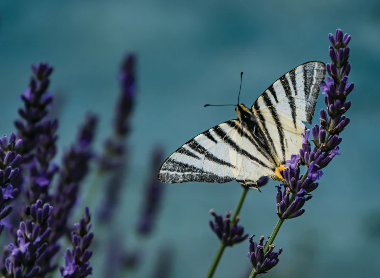 a large erfly with white stripes is on top of purple flowers