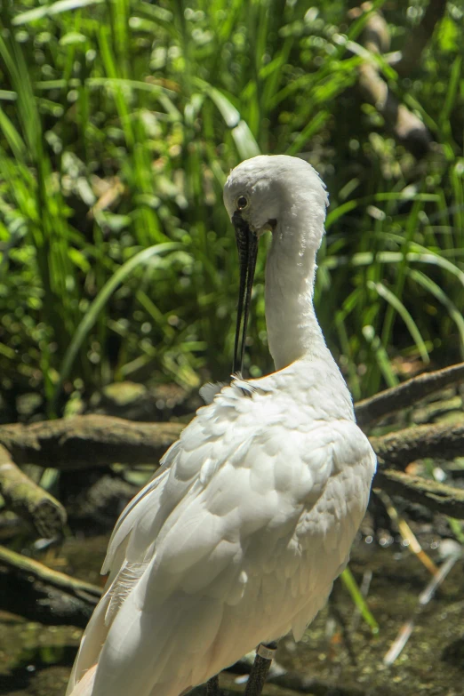 a white bird perched on top of green plants