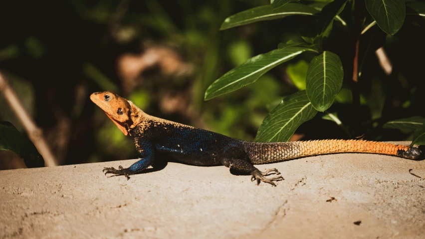 lizard with orange and black skin on top of a rock