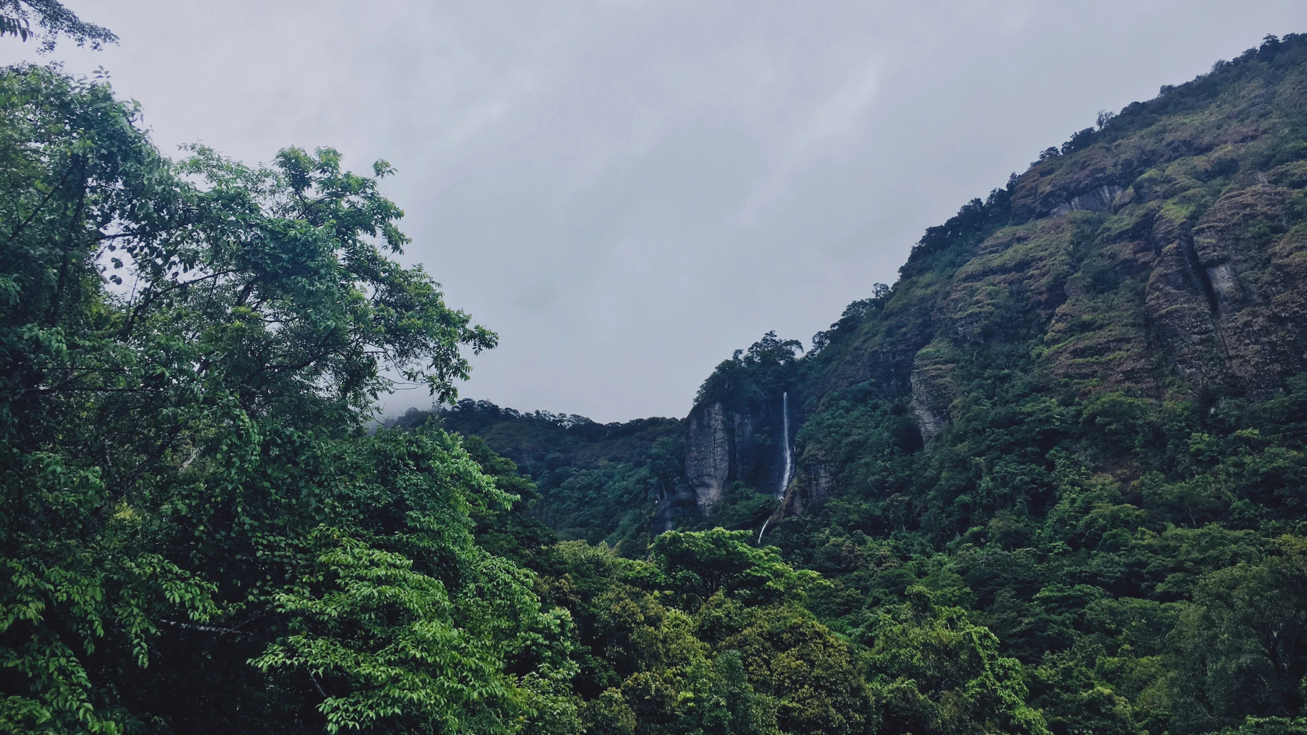 a forest that has some very tall rocks in it