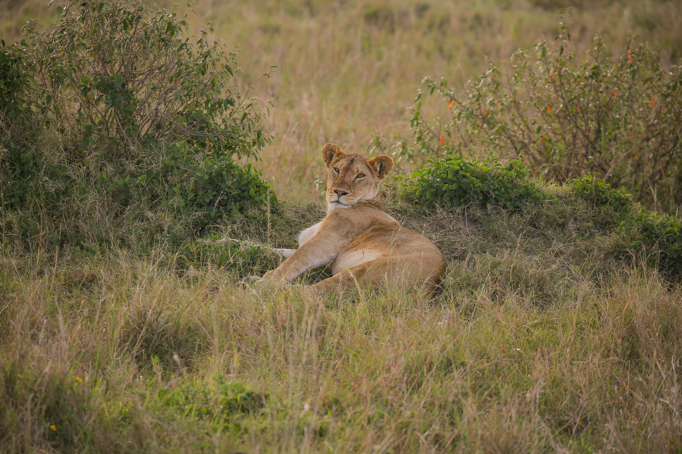 a lion sitting on top of a grass covered field