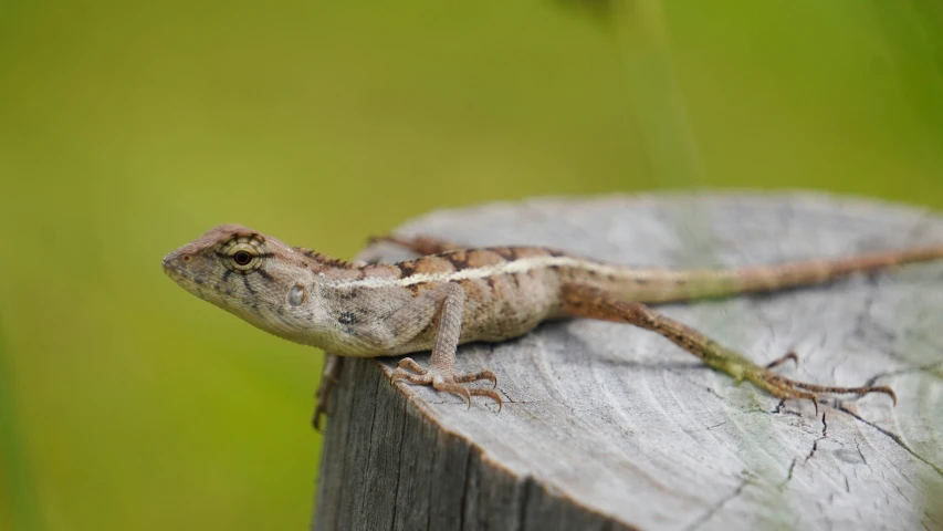 there is a lizard standing on top of a log