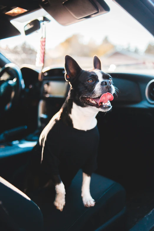 there is a small dog sitting in the passenger seat of a car