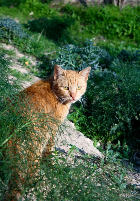 an orange cat sitting on a path between the grass and rocks