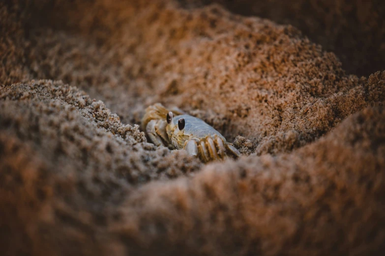 a close up po of a small crab that is trapped in some sand