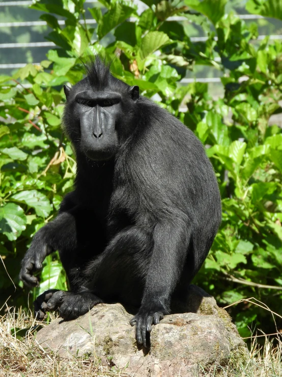 black monkey sitting on top of a rock