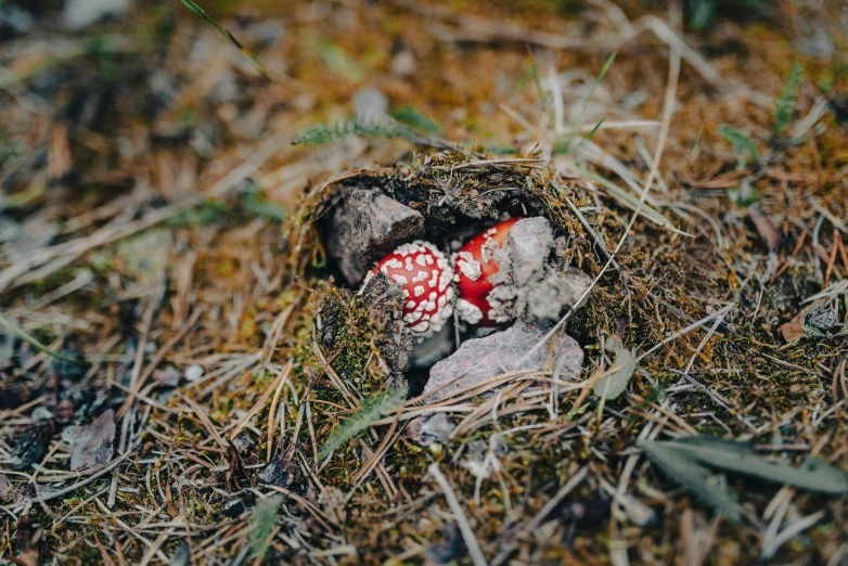 a red and white mushroom sitting on the ground
