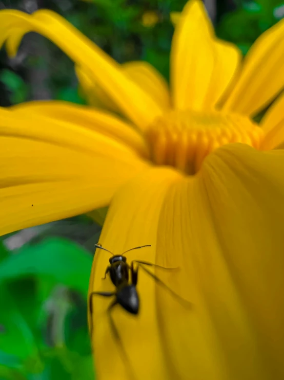 two small black bugs are on a yellow flower