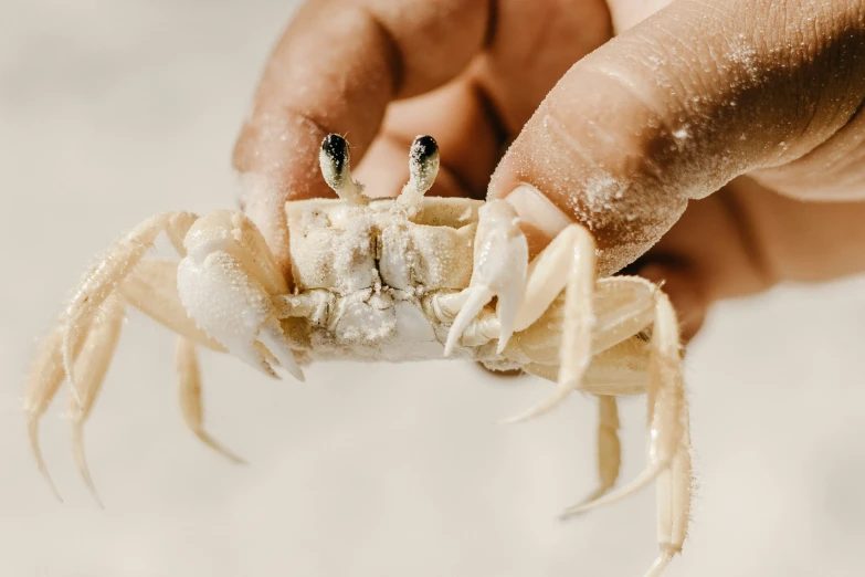 the crab is sitting in the hand of someone