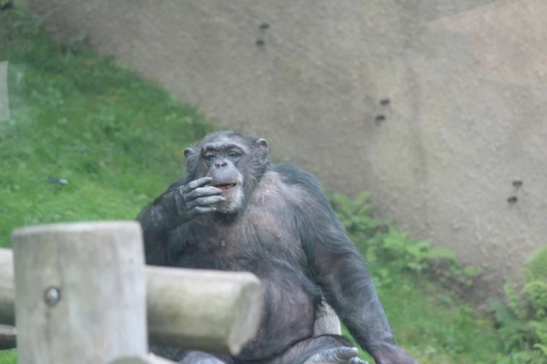 a monkey is sitting on top of a rock