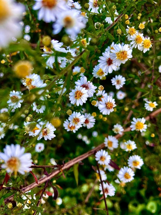 several white and yellow flowers growing from a tree