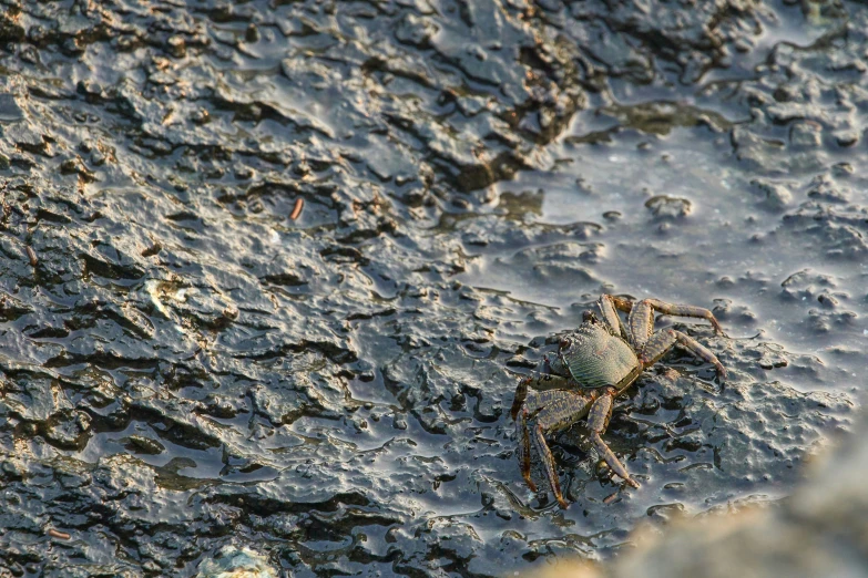 a crab crawling on the beach, in some sand
