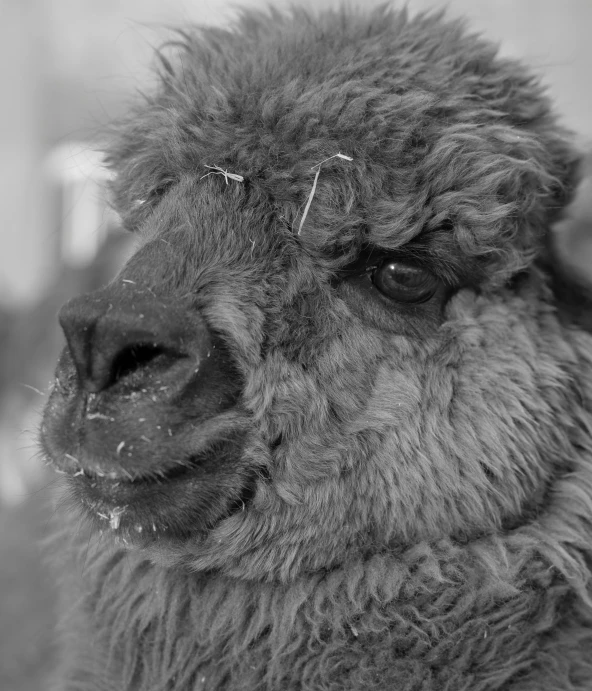 a close up of a sheep with large horns