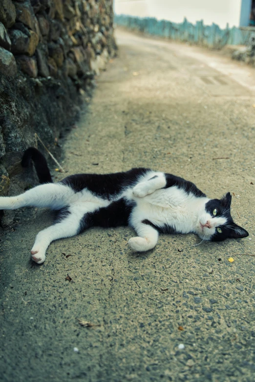 black and white cat laying down on the side of a road