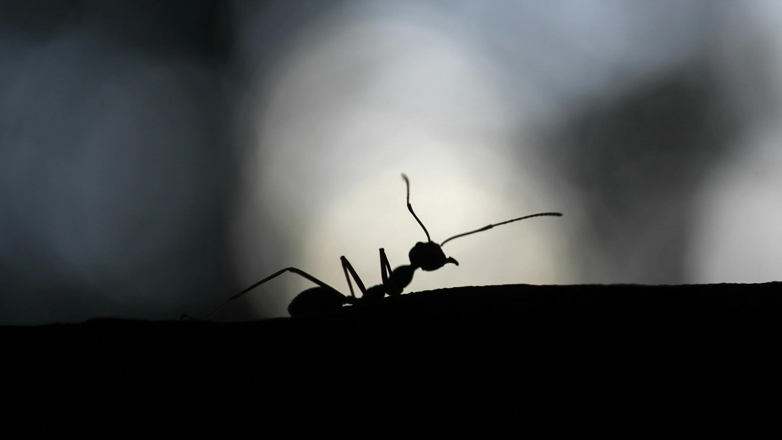 a large insect with long legs and one leg, with dark background