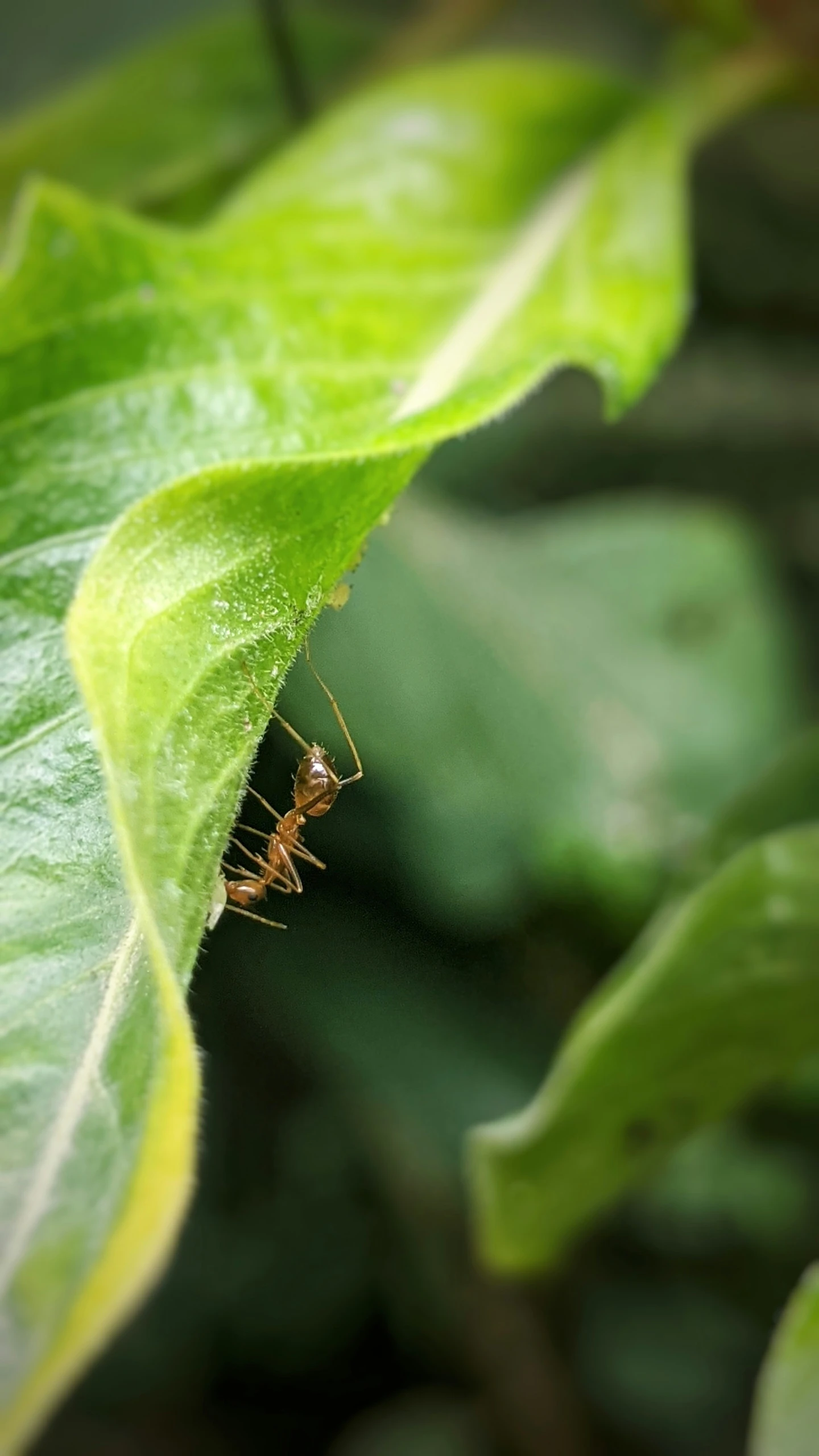 a bug on a leaf with a green background