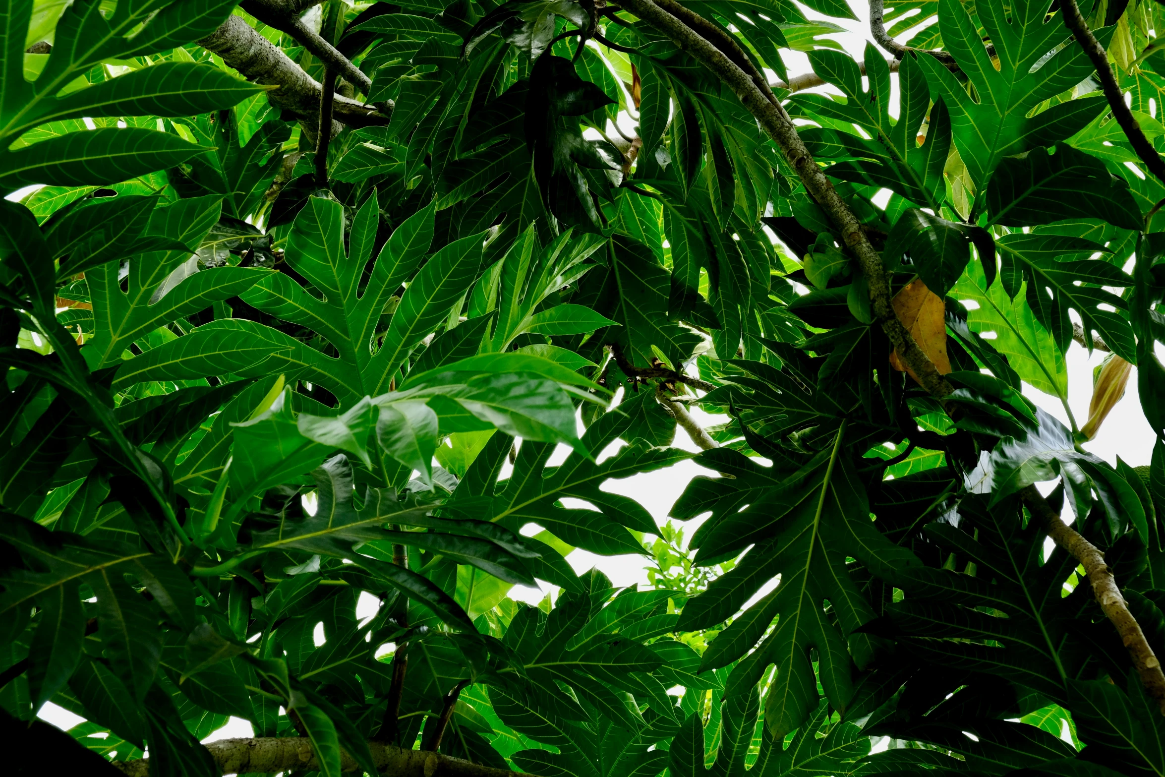 a tree filled with lots of leaves and plants