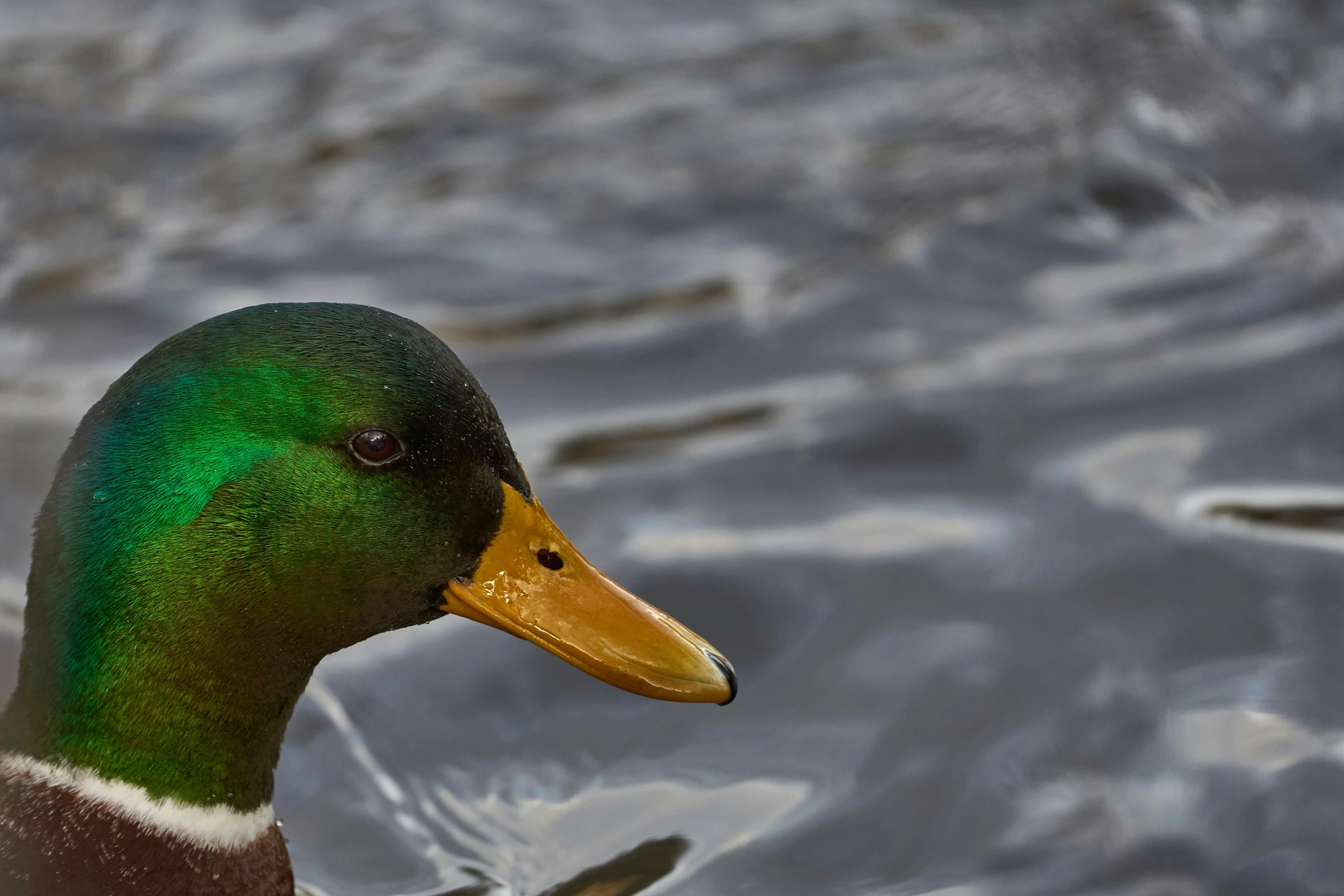 close up of green colored duck in water