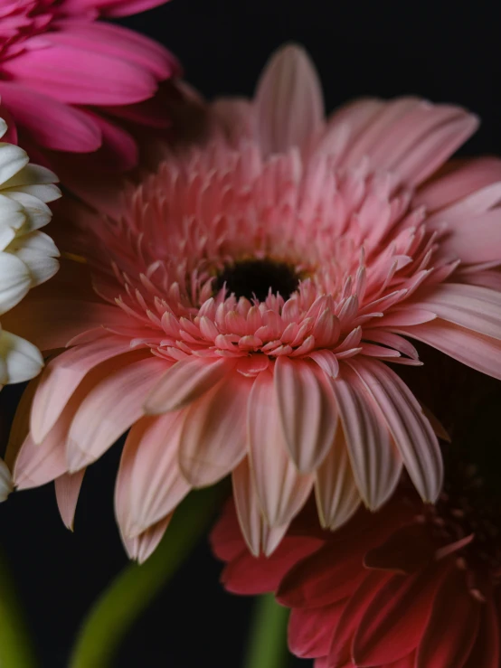 three bright pink flowers with green stems sticking out of them