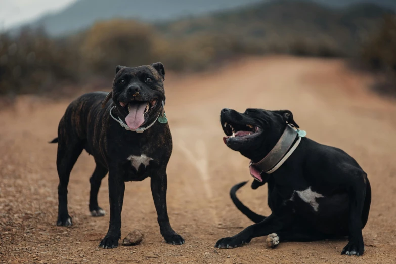 two dogs with their mouths open sitting on the side of a road