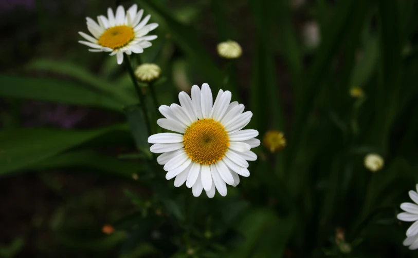 two daisy flowers with some white and yellow petals