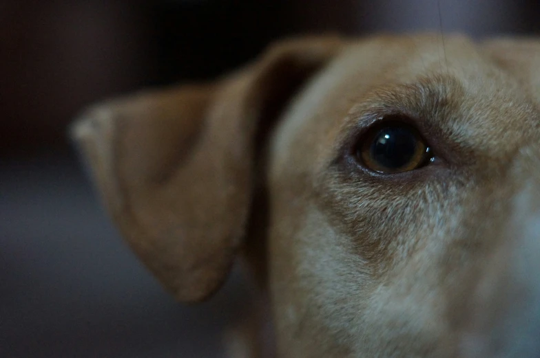 a close up view of the side face of a dog