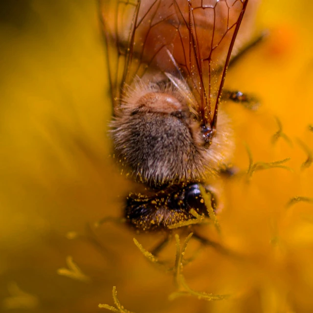 a closeup view of an insect on yellow plants