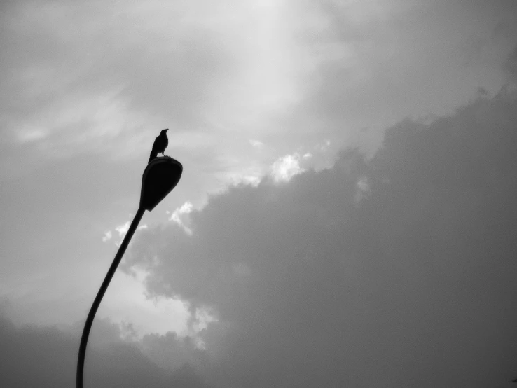 a bird sitting on top of a tall pole