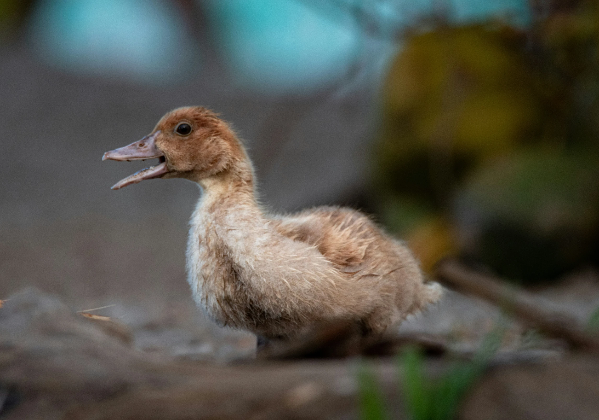 a duckling standing on top of some rocks