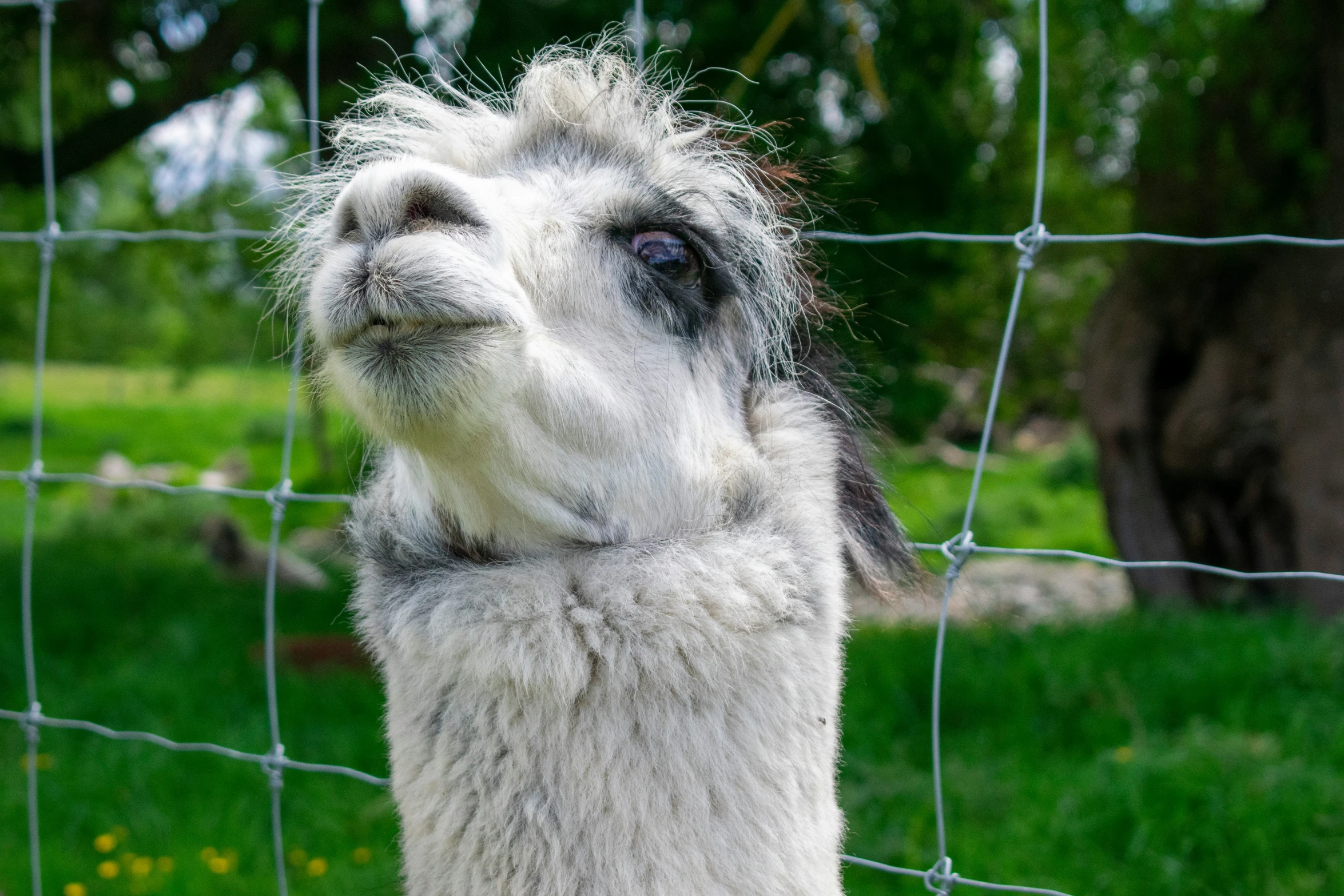 a white and brown llama looking at the camera