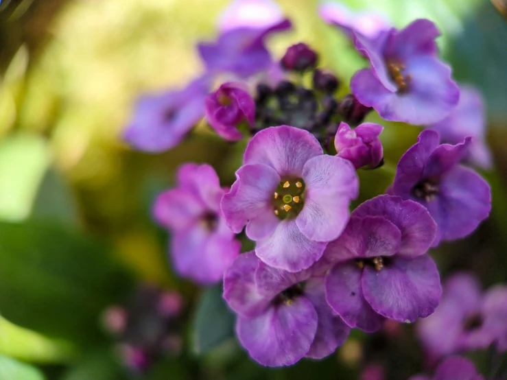 the flowers are purple with yellow centers