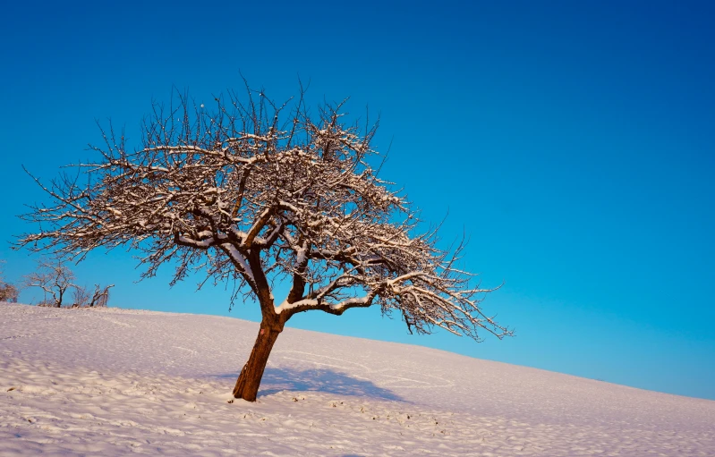 a tree that is standing in the snow