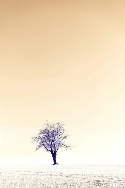 an empty tree in an open area during the day