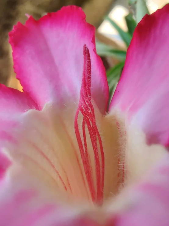 a pink flower in bloom close up with white and red markings